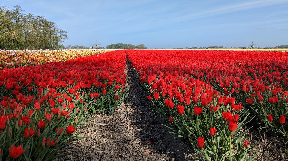 Bloembollentocht **/*** Reis gaat door. Op dit moment 12 deelnemers. 