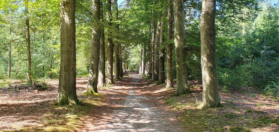 Hoogzomertocht (Baarn e.o.) */** Dagwandeling gaat door. Op dit moment 10 deelnemers.