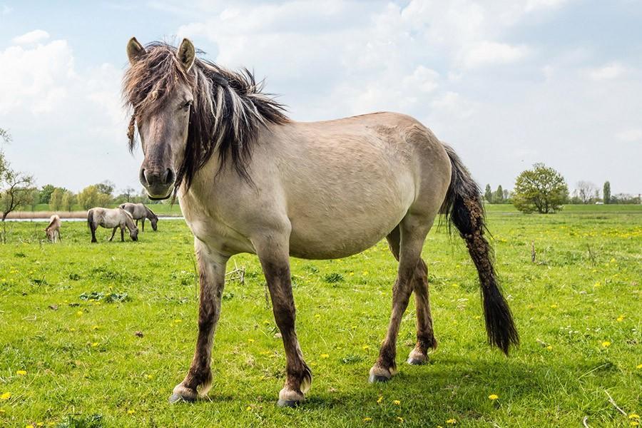 Overbetuwetocht (Bloesemtocht) * Reis gaat door. Op dit moment 11 deelnemers. 
