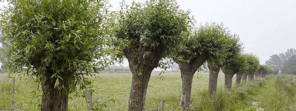 Hoogzomertocht (Betuwe) */** Op dit moment 5 deelnemers.