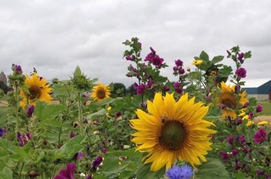 Hoogzomertocht (Betuwe) */** Op dit moment 5 deelnemers.