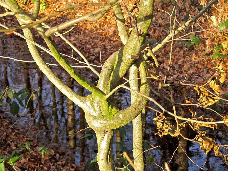 Landgoederentocht * Op dit moment 3 deelnemers.